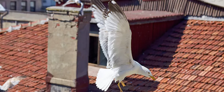 Residential Chimney Animal Removal Solution in Port Arthur, TX